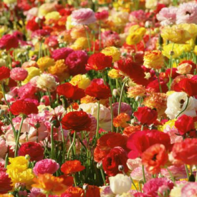 百花争艳